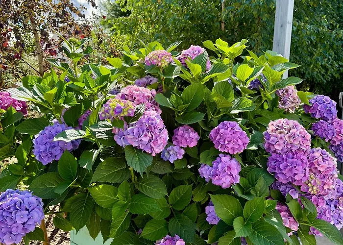 Botanica Vila Odargowo